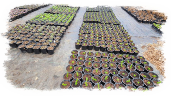 Bath Hollow Nursery